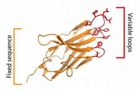 Nanobodies and protein engineering